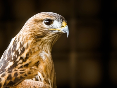 Long-legged Buzzard - De Zonnegloed - Animal park - Animal refuge centre 