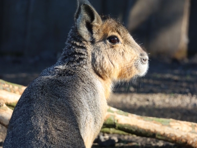Mara - De Zonnegloed - Dierenpark - Dieren opvangcentrum - Sanctuary