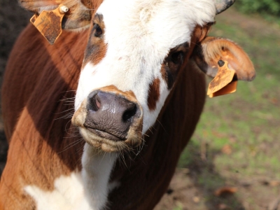 Zebu - De Zonnegloed - Animal park - Animal refuge centre 