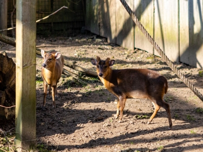 Reeves's muntjac - De Zonnegloed - Animal park - Animal refuge centre 