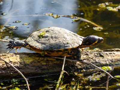 Geelbuikschildpad - De Zonnegloed - Dierenpark - Dieren opvangcentrum - Sanctuary