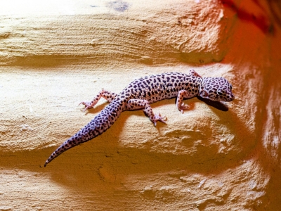 Gekko