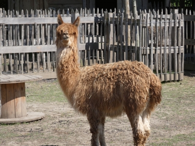 Alpaca (Suri) - De Zonnegloed - Dierenpark - Dieren opvangcentrum - Sanctuary