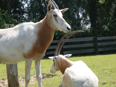 Oryx algzelle - De Zonnegloed - Refuge pour animaux