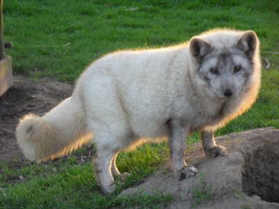 Arctic fox - De Zonnegloed - Animal park - Animal refuge centre 