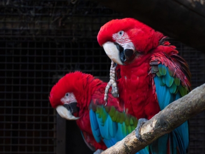 Green winged macaw - De Zonnegloed - Animal park - Animal refuge centre 