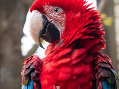 Green winged macaw - De Zonnegloed - Animal park - Animal refuge centre 