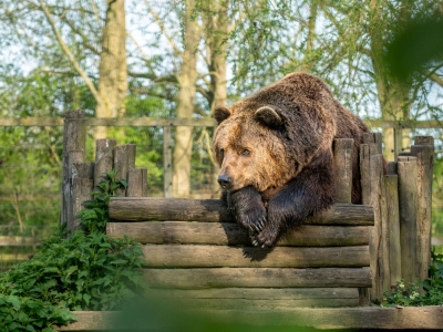 Bruine beer - De Zonnegloed - Dierenpark - Dieren opvangcentrum - Sanctuary