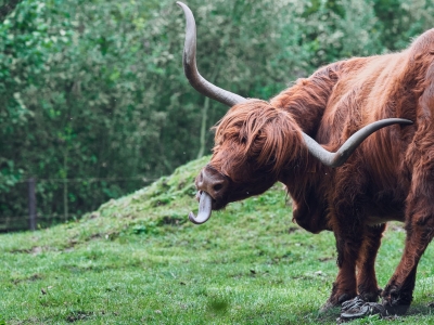 Schotse Hooglander - De Zonnegloed - Dierenpark - Dieren opvangcentrum - Sanctuary
