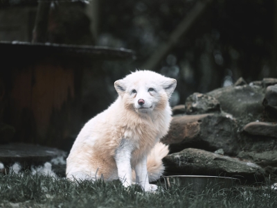 Arctic fox - De Zonnegloed - Animal park - Animal refuge centre 