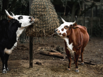 Zebu - De Zonnegloed - Animal park - Animal refuge centre 
