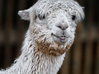 Alpaca (Suri) - De Zonnegloed - Dierenpark - Dieren opvangcentrum - Sanctuary