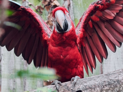 Green winged macaw - De Zonnegloed - Animal park - Animal refuge centre 