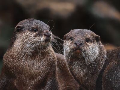 Oriental small-clawed otter - De Zonnegloed - Animal park - Animal refuge centre 