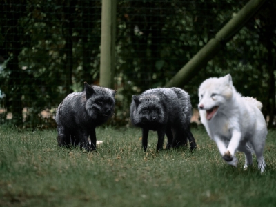 Arctic fox - De Zonnegloed - Animal park - Animal refuge centre 
