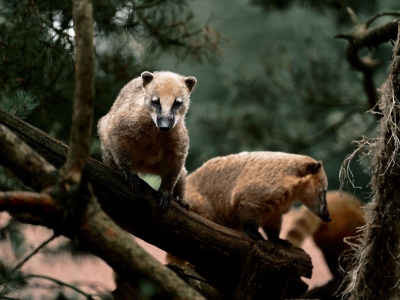 Coati roux - De Zonnegloed - Refuge pour animaux