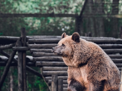 Bruine beer - De Zonnegloed - Dierenpark - Dieren opvangcentrum - Sanctuary