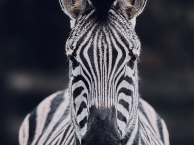 Steppezebra - De Zonnegloed - Dierenpark - Dieren opvangcentrum - Sanctuary
