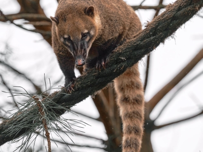 Coati roux - De Zonnegloed - Refuge pour animaux