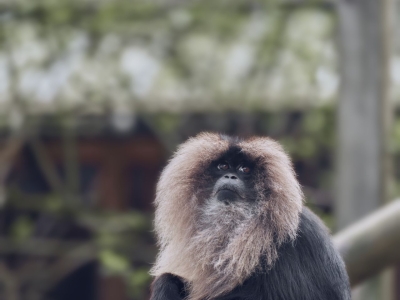Macaque &agrave; queue de lion - De Zonnegloed - Refuge pour animaux