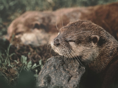 Oriental small-clawed otter - De Zonnegloed - Animal park - Animal refuge centre 
