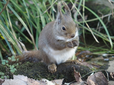 Japanese squirrel - De Zonnegloed - Animal park - Animal refuge centre 