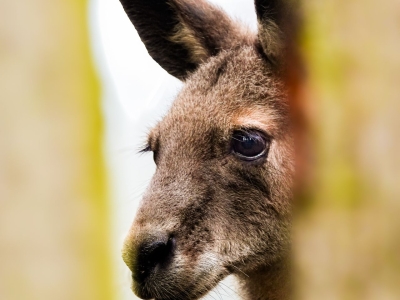eastern grey kangaroo - De Zonnegloed - Animal park - Animal refuge centre 