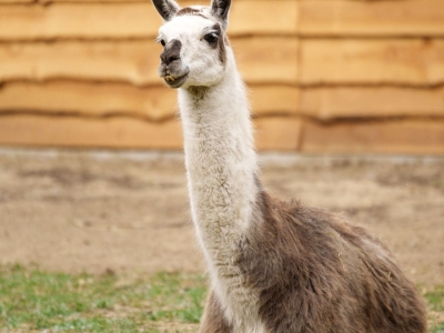 Lama - De Zonnegloed - Refuge pour animaux