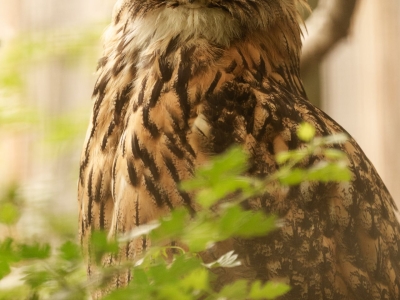 Eurasian eagle-owl - De Zonnegloed - Animal park - Animal refuge centre 