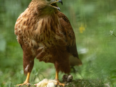 Long-legged Buzzard - De Zonnegloed - Animal park - Animal refuge centre 