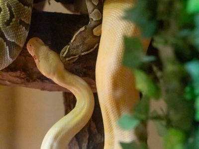 Python royal - De Zonnegloed - Refuge pour animaux