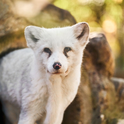 Renard arctique - De Zonnegloed - Refuge pour animaux