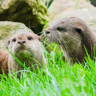 Loutre cendr&eacute;e - De Zonnegloed - Refuge pour animaux