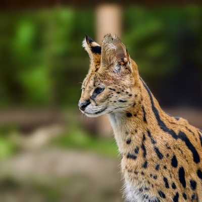 Serval - De Zonnegloed - Refuge pour animaux