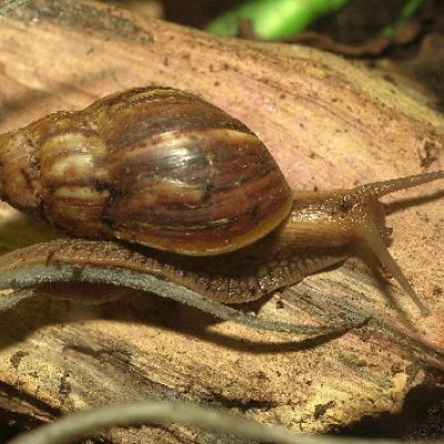 Giant African land snail - De Zonnegloed - Animal park - Animal refuge centre 