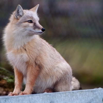 Corsac fox - De Zonnegloed - Animal park - Animal refuge centre 
