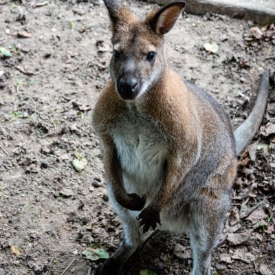 Bennett's wallaby - De Zonnegloed - Animal park - Animal refuge centre 