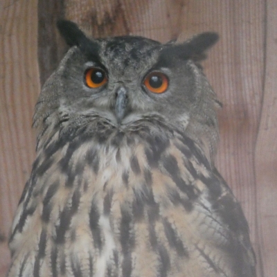 Eurasian eagle-owl - De Zonnegloed - Animal park - Animal refuge centre 