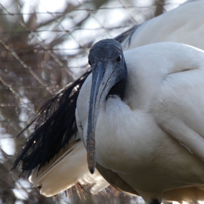 Heilige ibis - De Zonnegloed - Dierenpark - Dieren opvangcentrum - Sanctuary