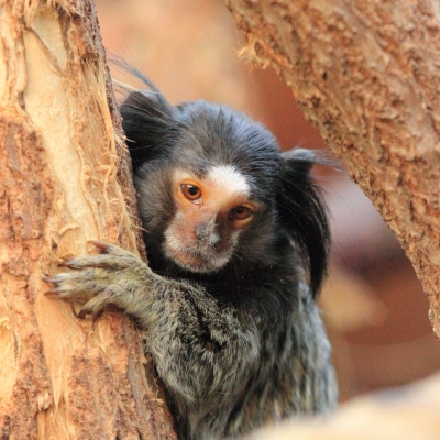 Ouistiti &agrave; pinceaux noirs - De Zonnegloed - Refuge pour animaux
