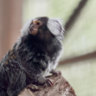 White-tufted-ear marmoset - De Zonnegloed - Animal park - Animal refuge centre 