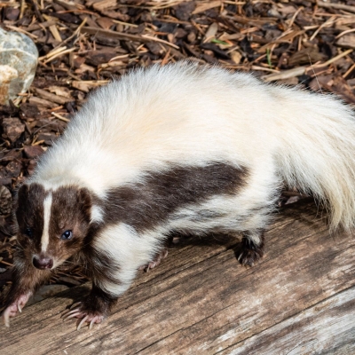 Striped skunk - De Zonnegloed - Animal park - Animal refuge centre 