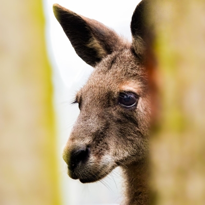 kangourou g&eacute;ant - De Zonnegloed - Refuge pour animaux