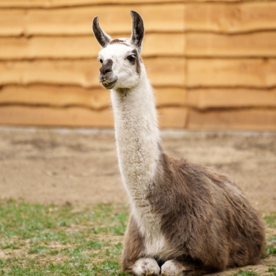 Lama - De Zonnegloed - Refuge pour animaux
