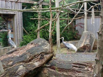 05/06/2019 Witnekkraanvogels uit quarantaine