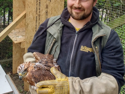 10/05/2019 arendbuizerd Abu opgevangen