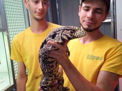 12/09/2019 Nieuwe soort Tegu.