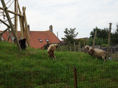 26/07/2017 - apen en schapen samen