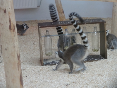 26/07/2017 - uitdagingen/prikkelingen voor onze dieren