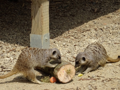 28/04/2017 - speels en nieuwsgierig